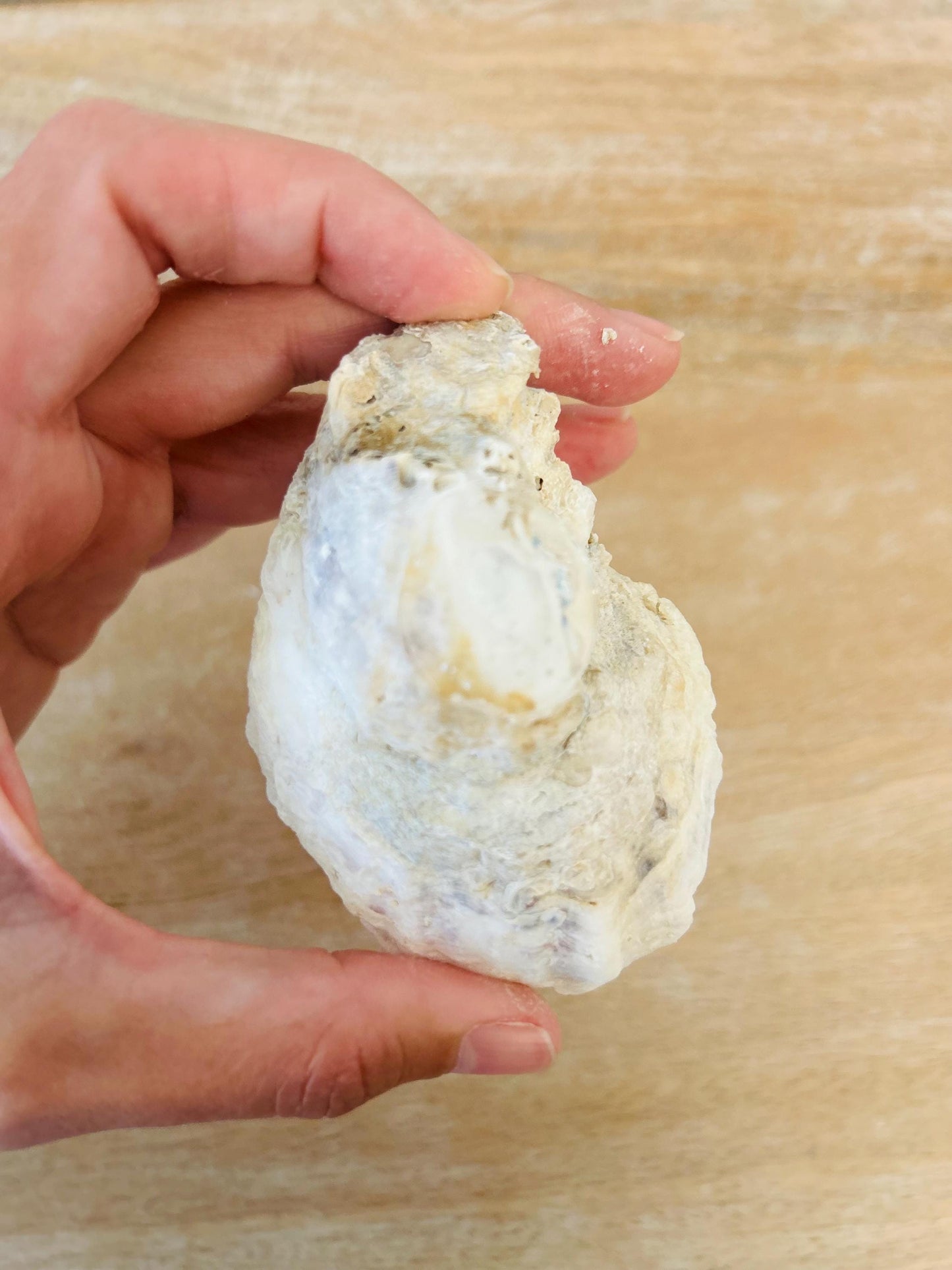 Set of 5 Natural Oyster Shell Candles