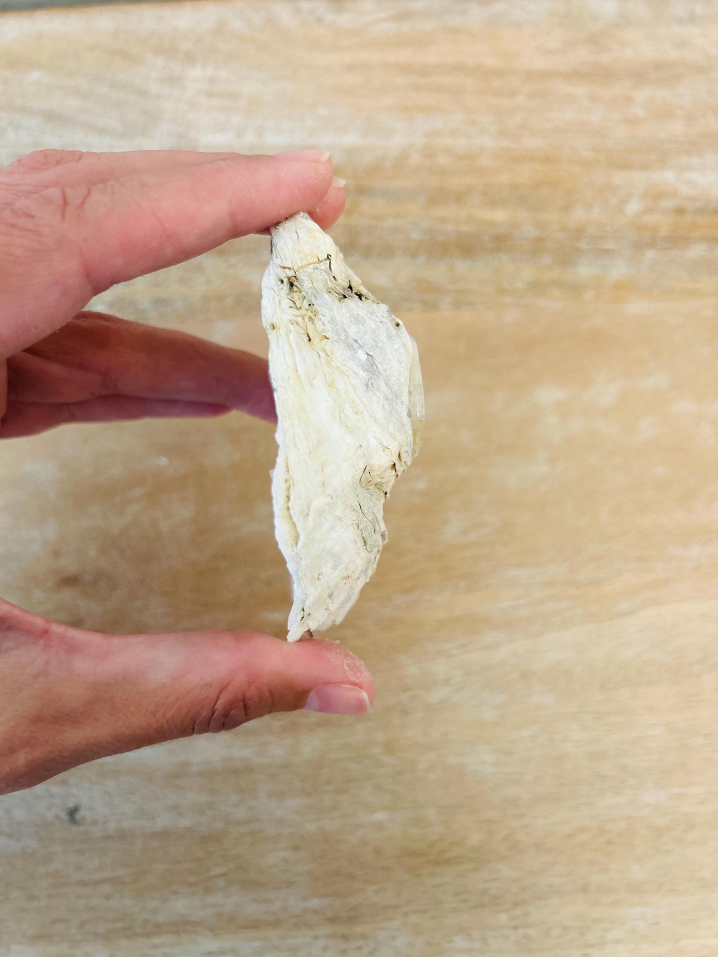 Set of 5 Natural Oyster Shell Candles